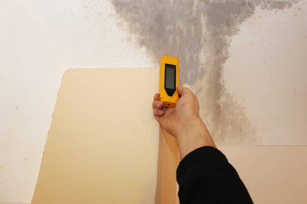 Best Comprehensive Air Testing for Mold Contaminants  in Watsessing, NJ