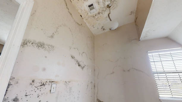 Biohazard Mold Removal in Watsessing, NJ