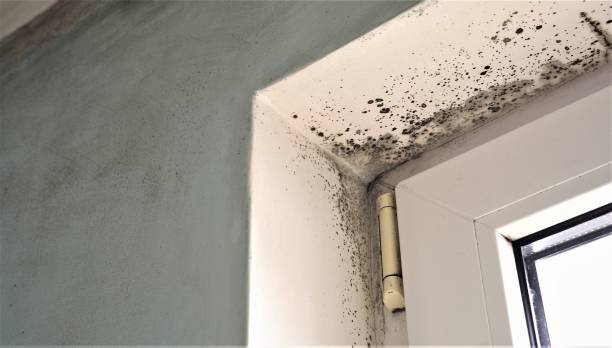 Best Forensic Mold Investigation  in Watsessing, NJ