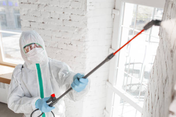 Trusted Watsessing, NJ Mold Removal Experts