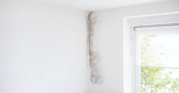Best Dehumidification Services  in Watsessing, NJ