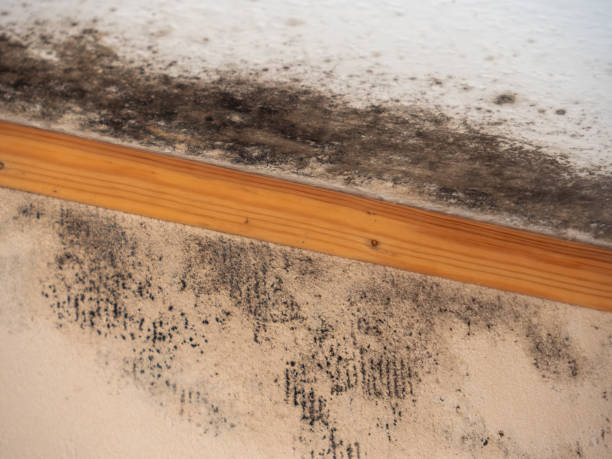 Best Industrial Mold Remediation  in Watsessing, NJ