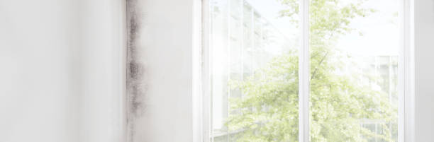  Watsessing, NJ Mold Removal Pros