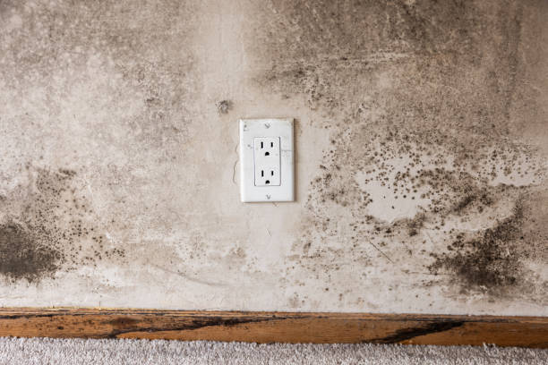 Best Asbestos and Lead Testing During Mold Inspection  in Watsessing, NJ