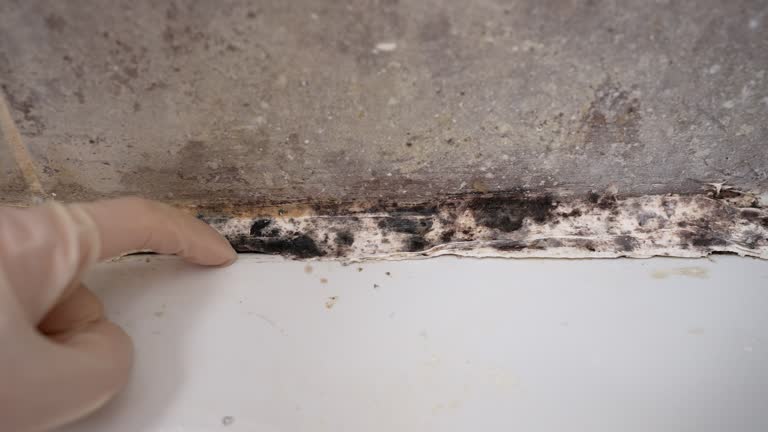 Best Biohazard Mold Removal  in Watsessing, NJ