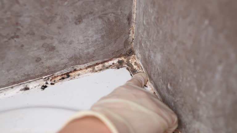 Best Air Quality Testing for Mold Spores  in Watsessing, NJ