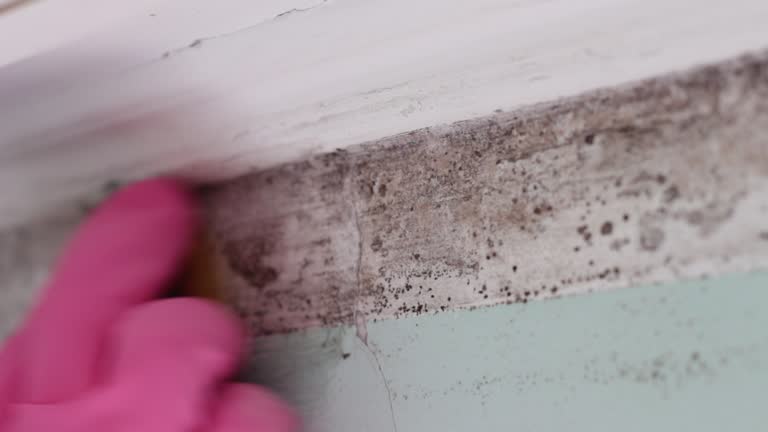 Best Flood Damage  in Watsessing, NJ
